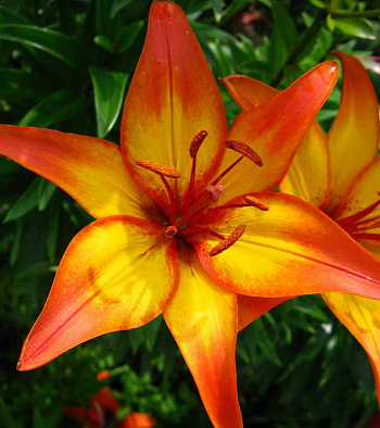 Лилия азиатская Канкун