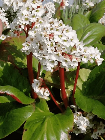 Бадан гибридный Bressingham White