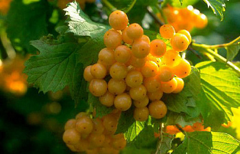 Калина обыкновенная Ксантокарпум