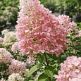 Гортензия метельчатая Pink Diamond