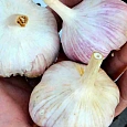 Чеснок Озимый Добрыня