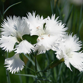 Гвоздика перистая Альбус Пленус
