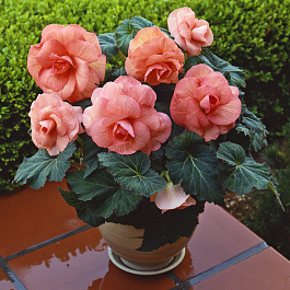 Бегония клубневая Америгибрид Роузформ Пич