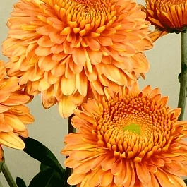 Хризантема  Margaret Salmon