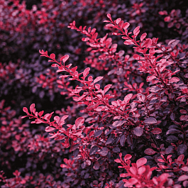 Барбарис Тунберга Pink Perfection