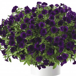 Петуния Littletunia Purple Blue (Кашпо)