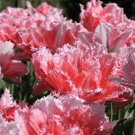 Тюльпан Crispion Sweet