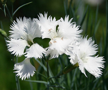 Гвоздика перистая Альбус Пленус