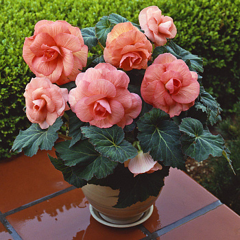 Бегония клубневая Америгибрид Роузформ Пич