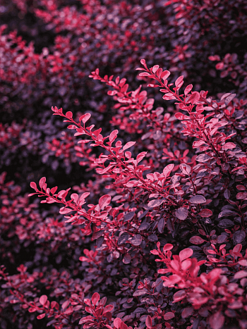 Барбарис Тунберга Pink Perfection