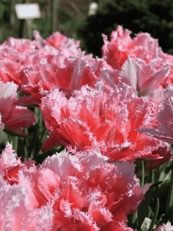 Тюльпан Crispion Sweet