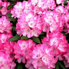 Рододендрон якушиманский Fantastica