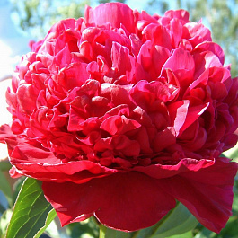 Пион травянистый Инспектор Лаверн