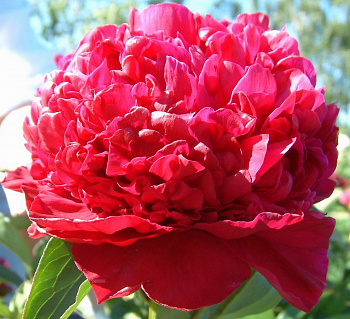 Пион травянистый Инспектор Лаверн