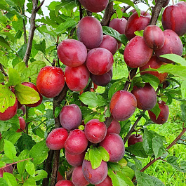 Слива русская (Алыча) пирамидальная Блю Свит Слива русская (Алыча) пирамидальная Блю Свит