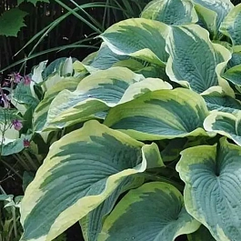 Хоста American Halo