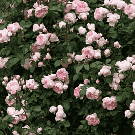 Роза  кустовая Cinderella