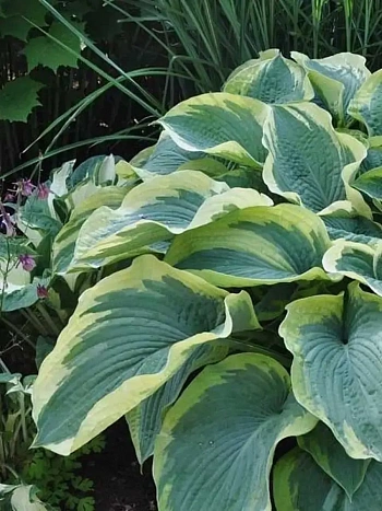 Хоста American Halo