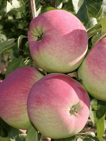 Яблоня Свежесть