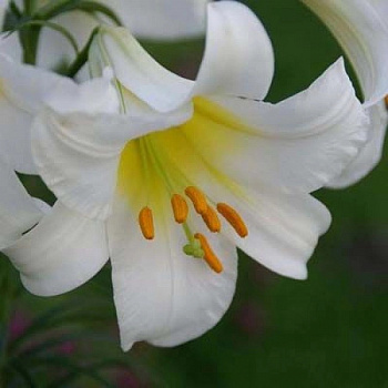 Лилия трубчатая Ригейл Альбум