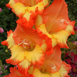 Гладиолус крупноцветковый Принцесс Маргарет Роуз