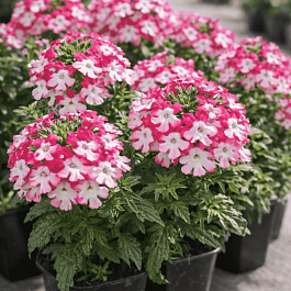 Вербена гибридная Obsession Twister Red