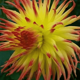 Георгина Jessica