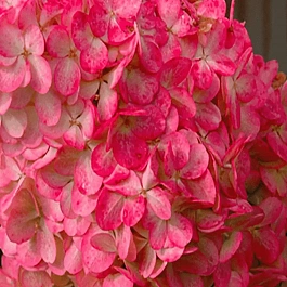 Гортензия метельчатая Magical Flame