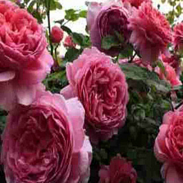 Роза Английская кустовая Princess Alexandra Of Kent