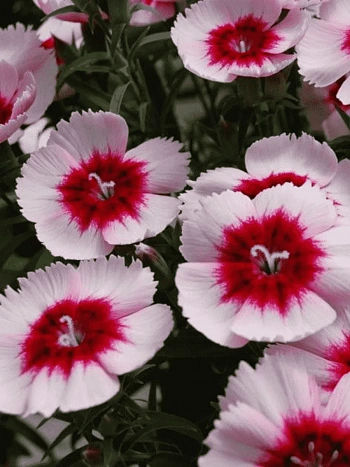 Гвоздика китайская Diana Purple Centred White