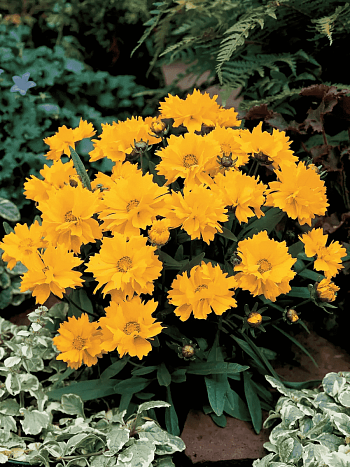 Кореопсис крупноцветковый Presto Yellow Double