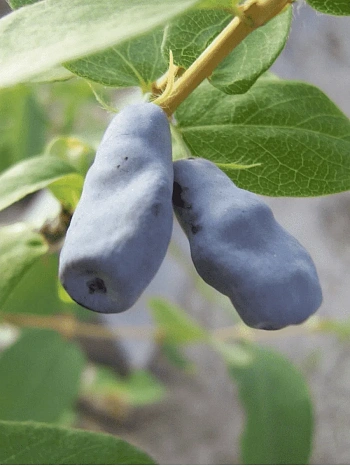 Жимолость плодовая Герда