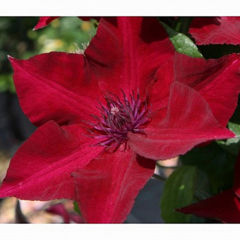 Клематис крупноцветковый Перида