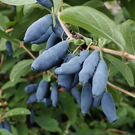 Жимолость съедобная Нижегородская ранняя