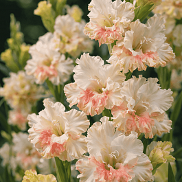 Гладиолус Crispy Ruffle