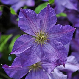 Клематис крупноцветковый Солина