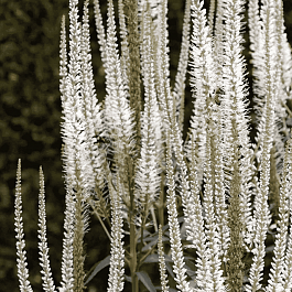 Вероникаструм виргинский Album