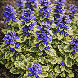 Живучка ползучая Golden Glow