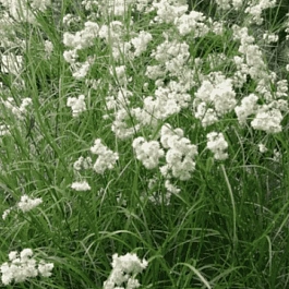 Ожика снежно-белая