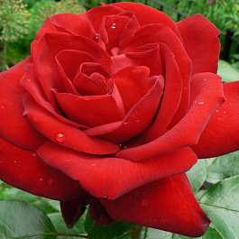 Роза чайно-гибридная Ингрид Бергман