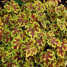 Гейхерелла Солар Пауэр