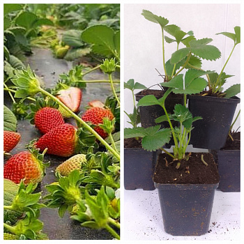 Земляника садовая Лауретта НАБОР 3ШТ Земляника садовая Лауретта НАБОР 3ШТ