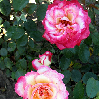 Роза плетистая Клайминг Рина Херхолдт