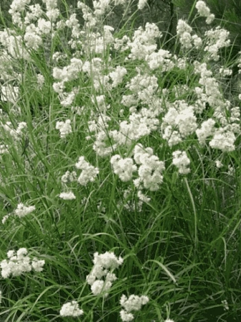 Ожика снежно-белая