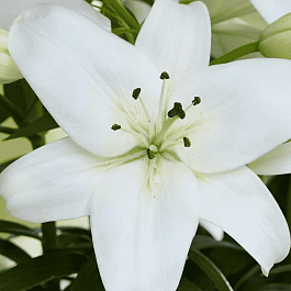 Лилия Sparkling Joy