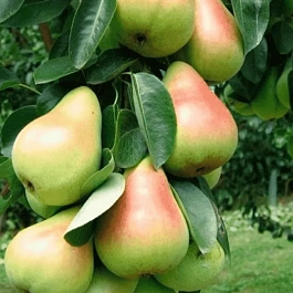 Груша Г-2 (колоновидная)