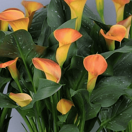 Калла Lady Marmalade