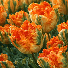 Тюльпан Parrot King