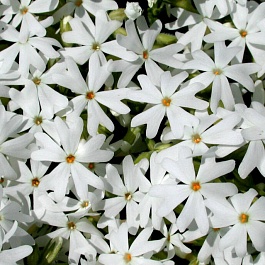 Флокс Шиловидный Snowflake