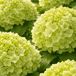 Гортензия метельчатая  Pandora